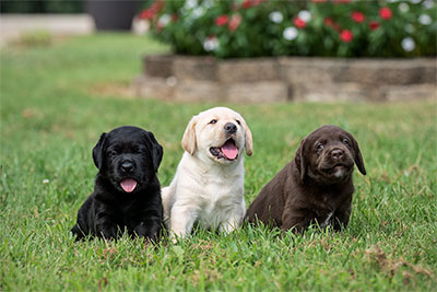 Zeke, Thunder, & June Bug