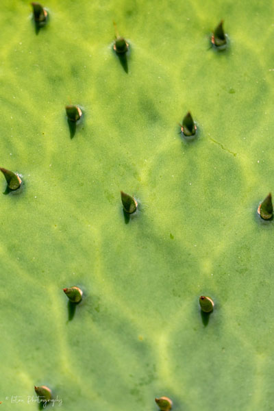 Prickly Pear
