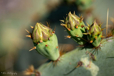 Prickly Pear Buds