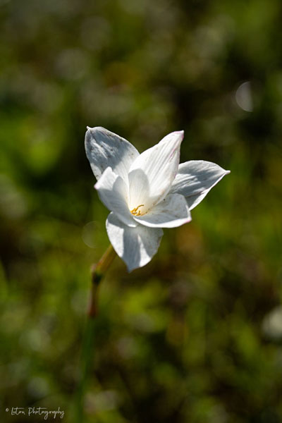 Two Day Old Rain Lily