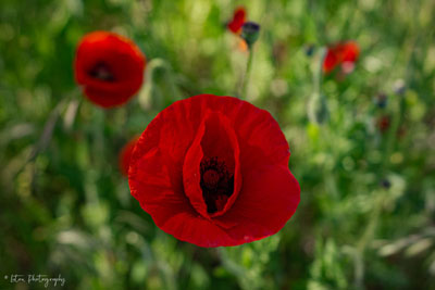 Red Poppy