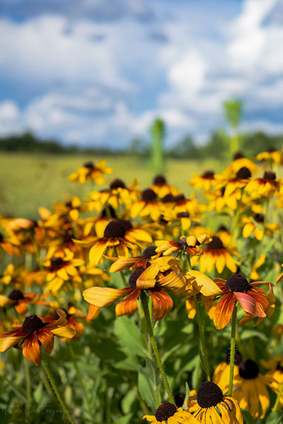 Rudbeckia Cultivar
