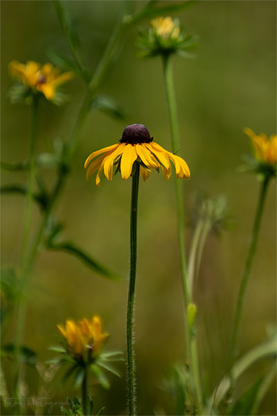 Wild Rudbeckia
