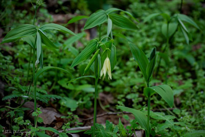 Bellwort