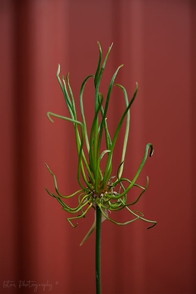 It's A Blooming Onion