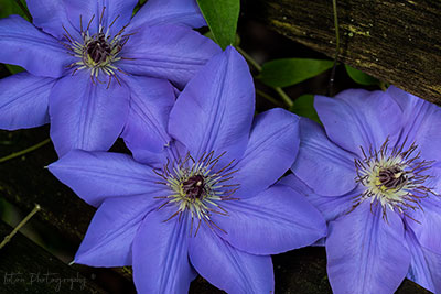 Kim's Clematis