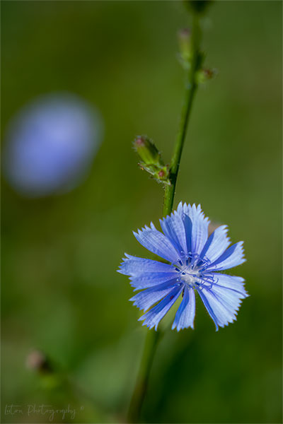 Cornflower