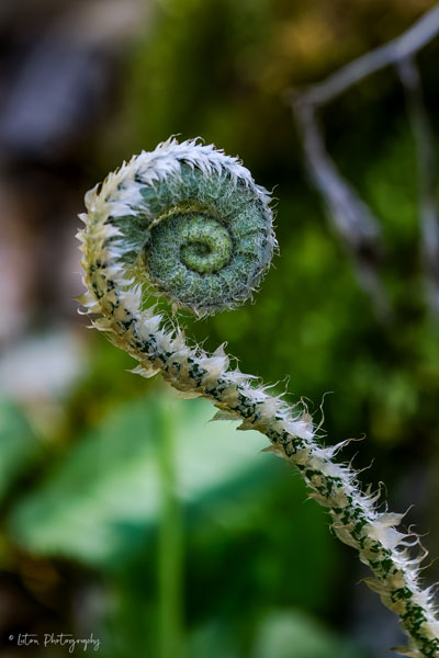 Woodland Fern Unfurling