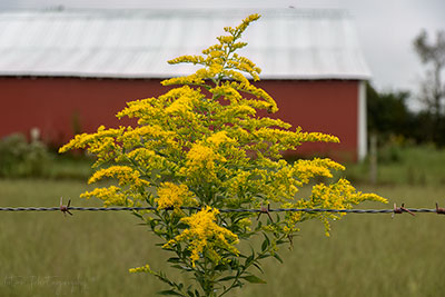 Don't Blame The Golden Rod