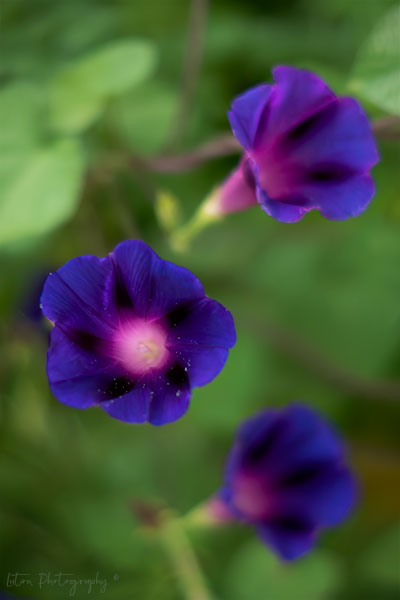 Morning Glories