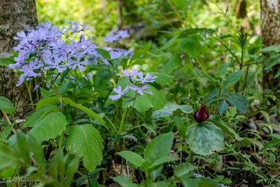 Phlox & Trillium