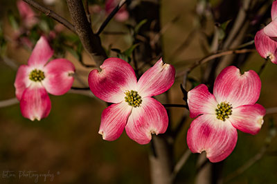 Pink Dogwoods