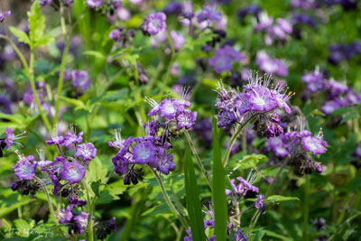 Purple Phacelia