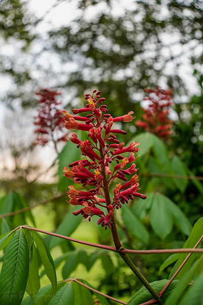 Red Buckeye