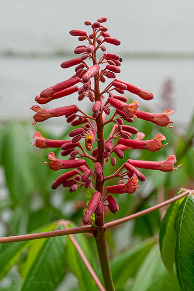 Native Red Buckeye