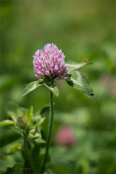 Pink Clover