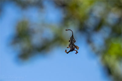Just Your Normal Leaf Running Along