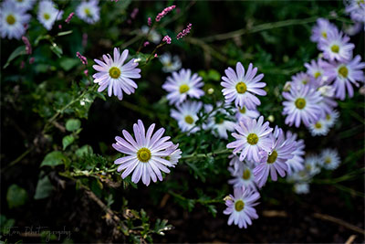 'Ryans' Pink Chrsanthemum