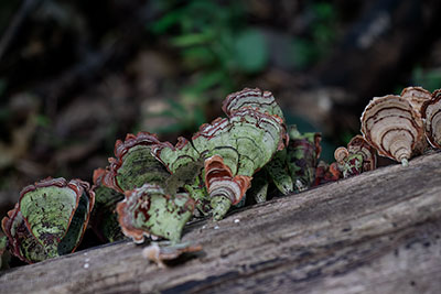 Irish Turkey Feathers