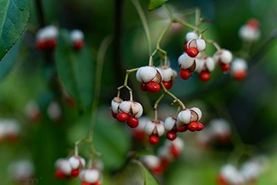 Winterberry