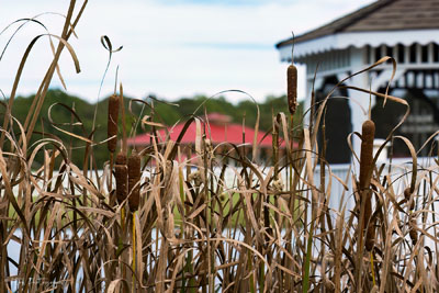 Cattails Of Approaching Fall
