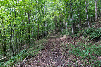 Following An Old Logging Trail