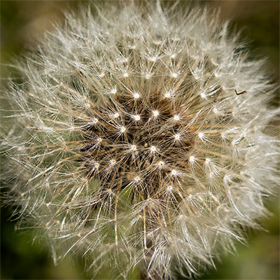 Dandelion