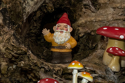 Wood Gnome