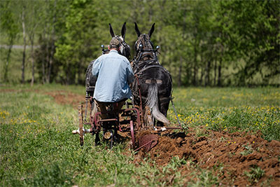 Grady Plowing With His Two Grays