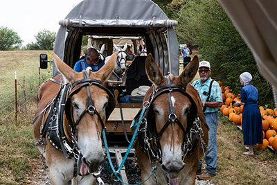 Roadside Pumpkin Sale