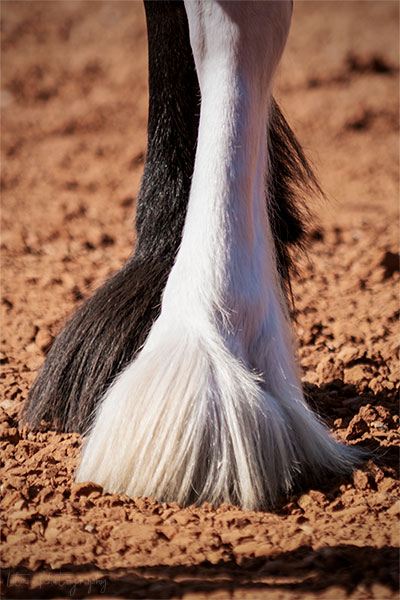 Clydesdale Manicure