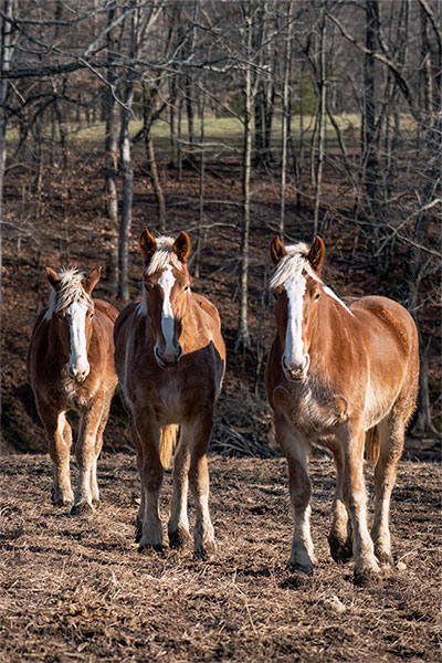 Draft Horses Coming Your Way