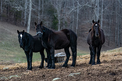 The Percheron Gang