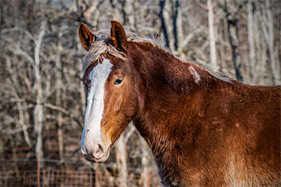 Drafthorse Posing