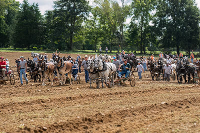 The Faster Mules Led