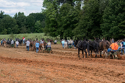 The World Record Was Set Septmber 29, 2018 with 91 Mule Teams