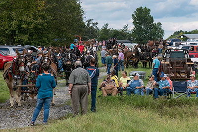 Lining Up To Break The Mule Plow World Record