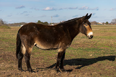 Out Standing In His Field
