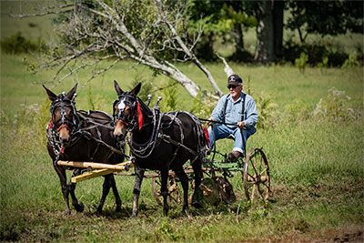 Headed To A Mule Plow