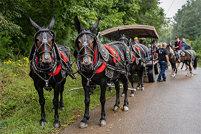 Giving The Mules Some Rest