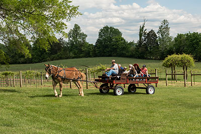 Mule Rides At Northfield Vineyards