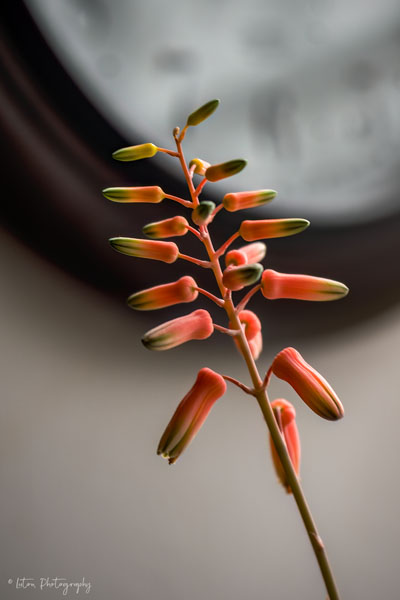 Time For The Aloe To Bloom