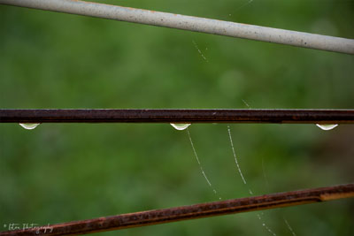Rake Drops