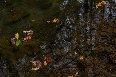 Surrendering To Fall