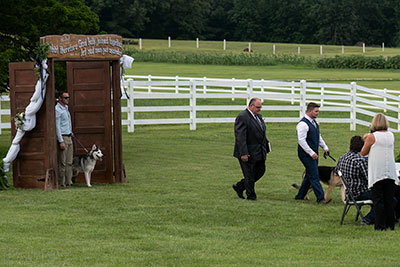 What Is A Wedding Without Your Fur Babies?