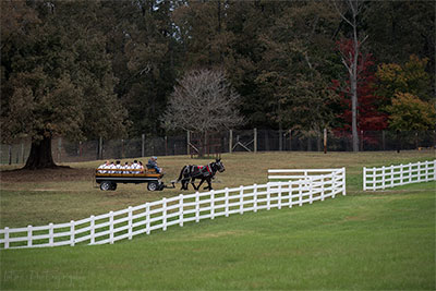 Hauling In The Wedding Party